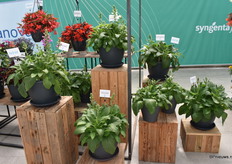 De Dottie series van FloraNova bevatten 5 kleuren; Paars, wit, warm roze, cream en roze.